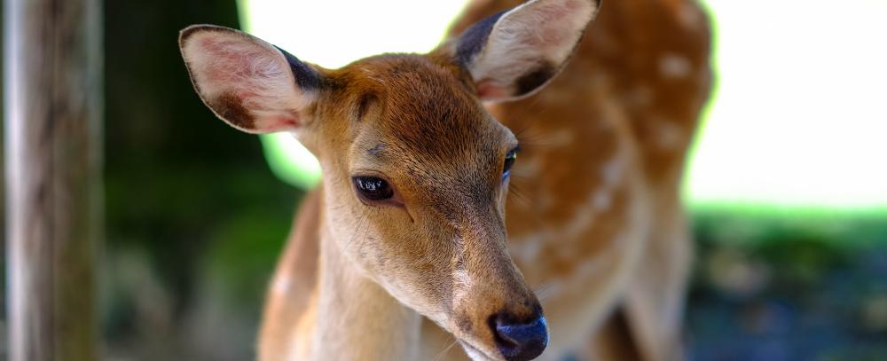 Student passes driving test first time after killing a deer in the process